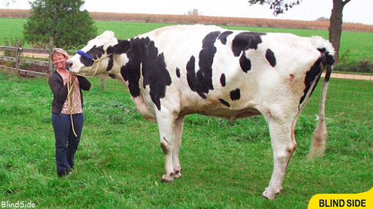 Blosom the World’s Tallest Cow 