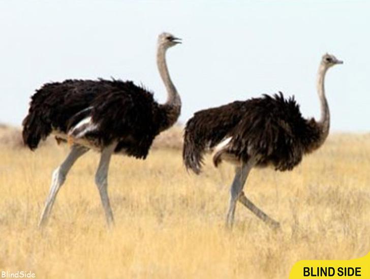  Largest Bird in the World  