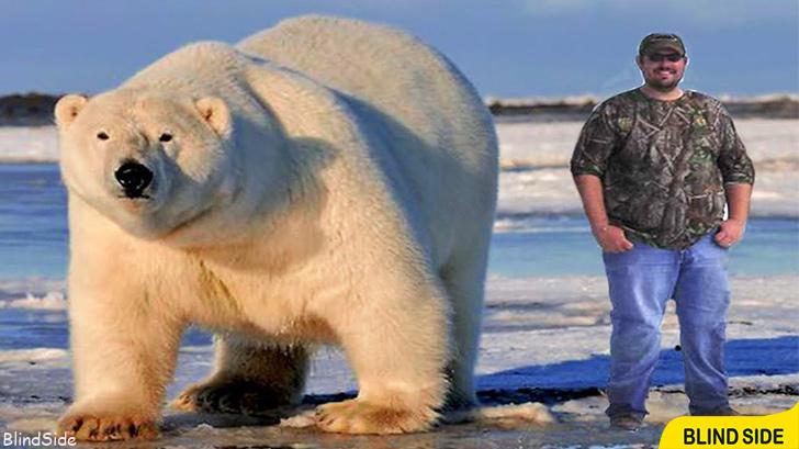 Largest Polar Bear Ever Recorded  