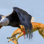 The Best of Eagle Attacks You Won't Believe Actually Happened