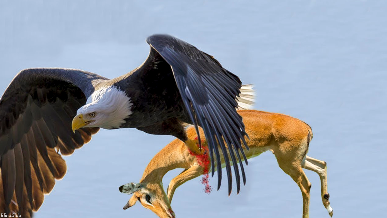 The Best of Eagle Attacks You Won't Believe Actually Happened