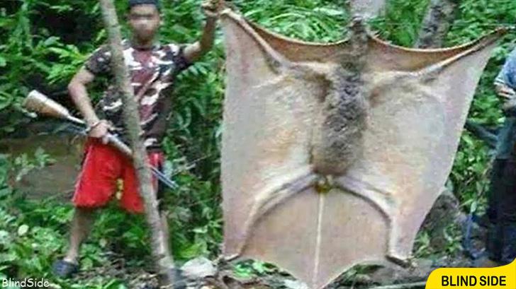 World’s Largest Bat