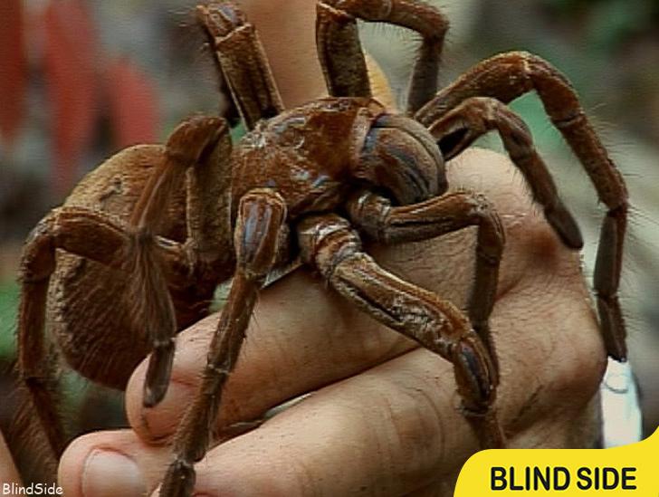 World’s Largest Spider 