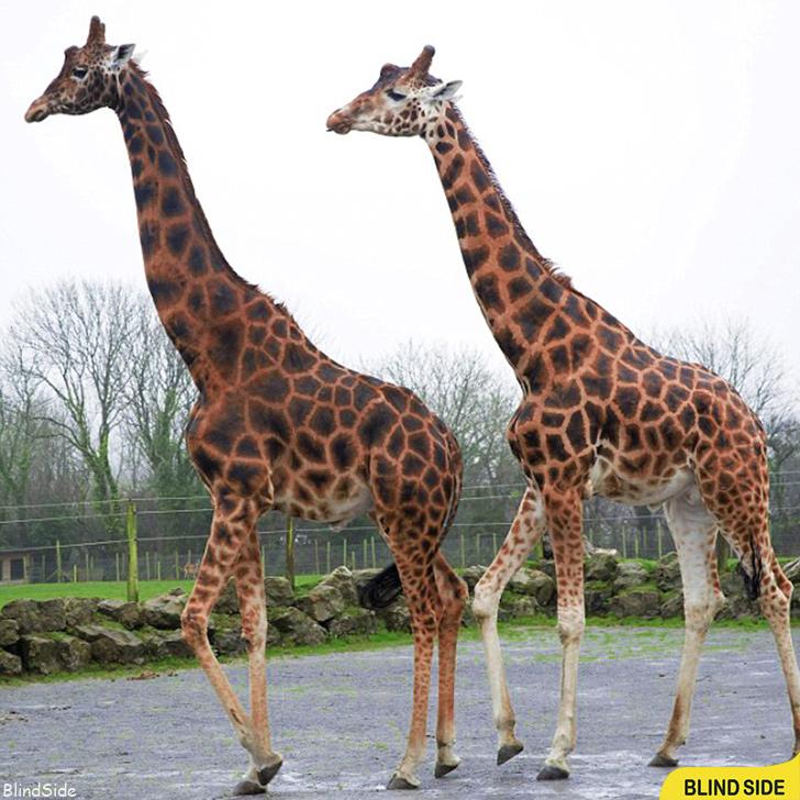 World’s Tallest Recorded Giraffe  